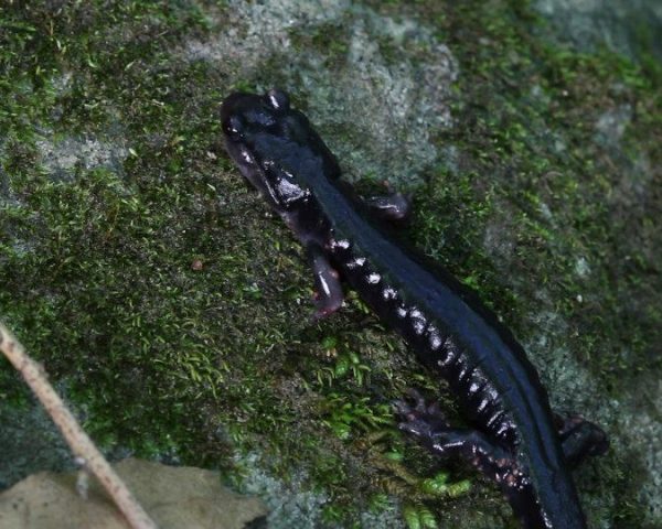 boxcreekwilderness-4