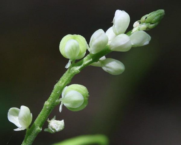 boxcreekwilderness-5